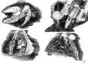 X2_ArtShot_2 (: 5630)